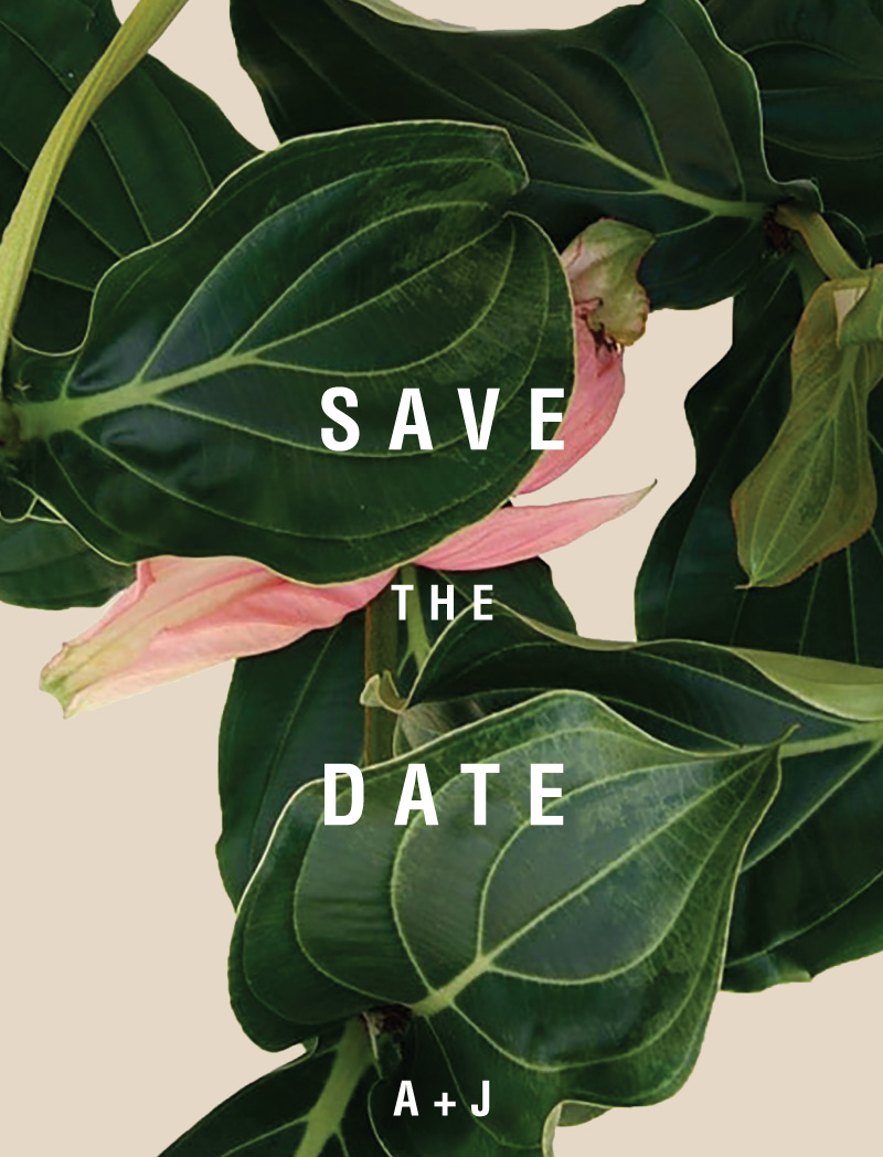 Medinilla - Save The Date