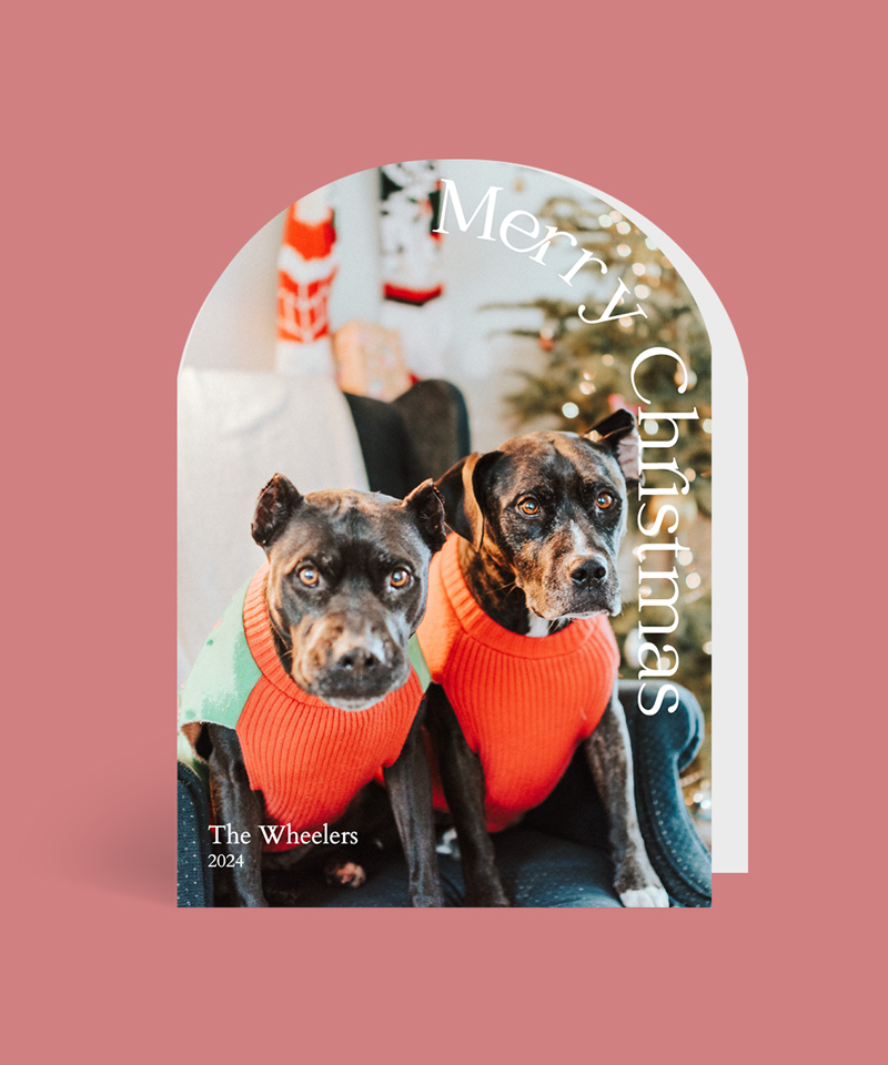 Fluff Of Joy Christmas Cards - Digital Printing design preview