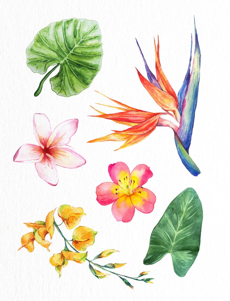 Tropical - Greeting Cards