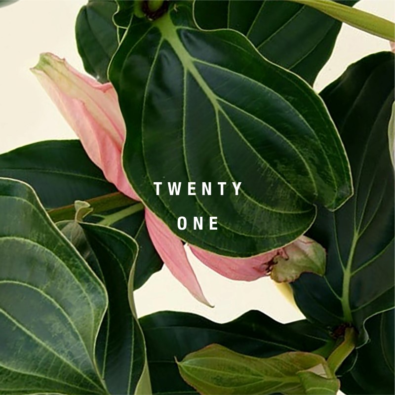 Medinilla - Birthday Invitations